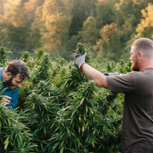 people harvesting cannabis