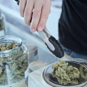 a person weighing cannabis